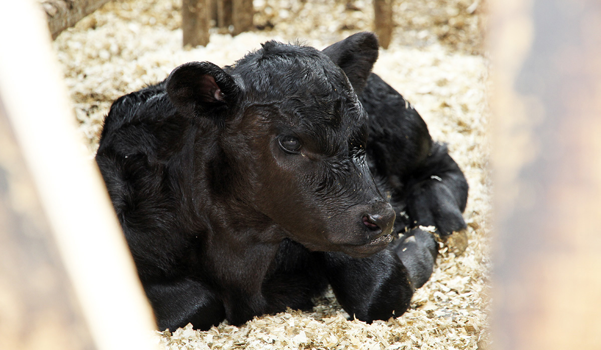 Nyfødt kalv på gården